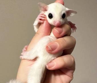 sugar glider