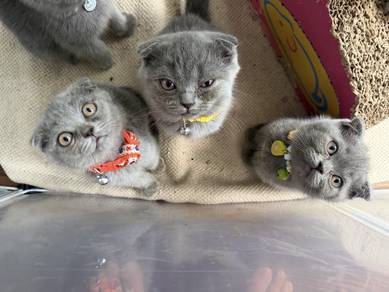 Scottish Fold