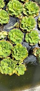 pokok kiambang rose