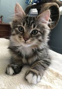 Mix Mainecoon Tabby Kitten