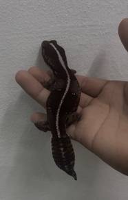 African Fat Tail Gekco
