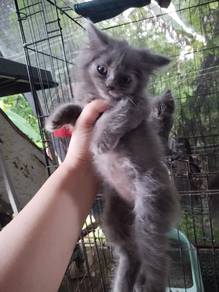 British Longhair pure breed 