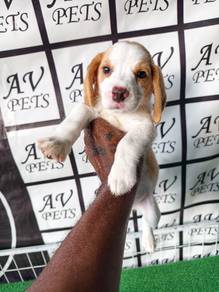 beagle puppyy