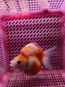 goldfish untuk dijual 