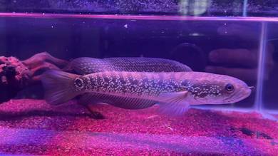 Ikan Channa Fish Asiatica White Spot 7 inch(AWS-2)