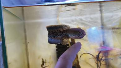 stewarti 4 inch plus with mental kaw2