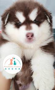 Wooly husky