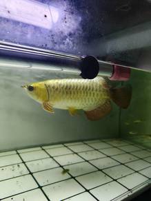 GH crossback arowana