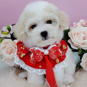 Maltipoo