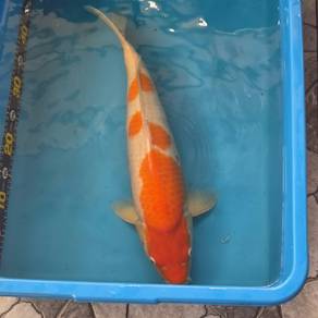 50cm Japanese Koi