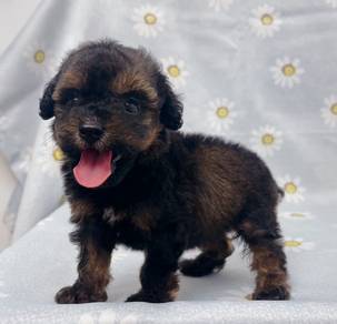 Tiny Poodle Female puppy Rare color