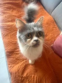 Flat Face Cat