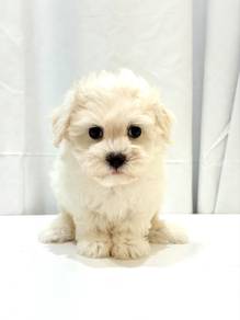 J0596 Maltese Sweet Pure White Baby Puppy