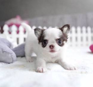 CHIHUAHUA PUPPIES VIP211🌷Head Apple Cute Dog