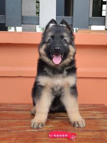 German Shepherd puppy
