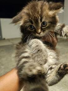 British long hair kitten 
