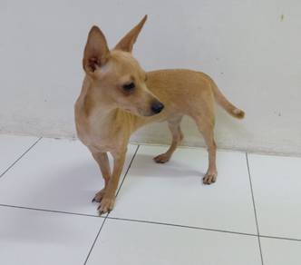 1 year old female miniature pinscher 