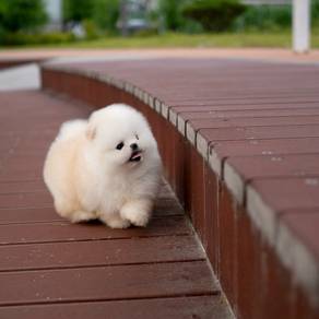 mini  teacup pomeranian 