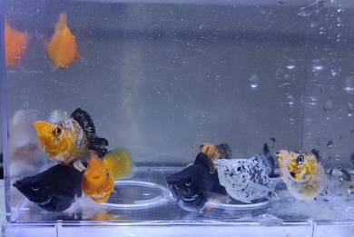 Balloon Molly Fish