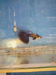 ikan guppy 