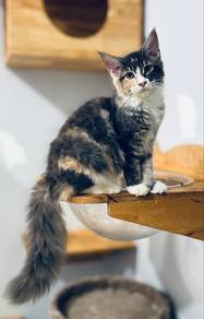 Mainecoon