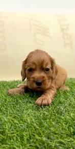 Cocker spaniel british