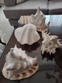 sea shells unique and beautiful