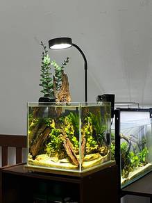 Aquascape Shrimp Aquarium