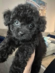 Chubby Poodle Little Bear Puppy Baby Puppy