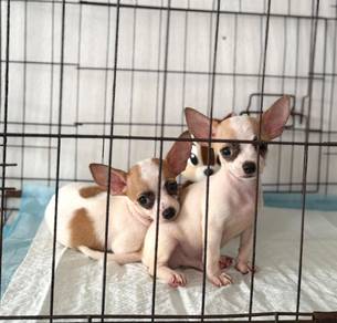 Tiny chihuahua puppies for sale