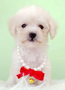 Poodle Toy