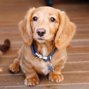 QWWE5000 Dachshund cute puppies orange haired