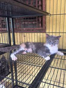 BSH Calico female