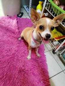 Chihuahua