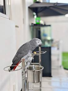 Love Bird 