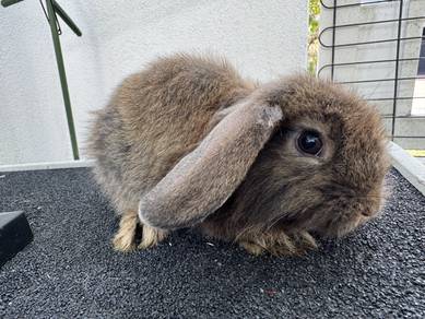 Holland Lop