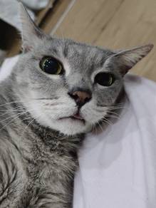 Cat Adoption 