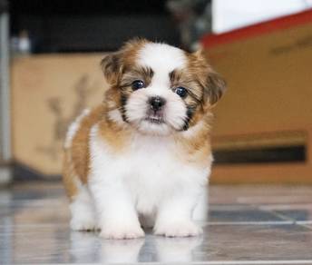 SHIH TZU PUPPIES A363🌻 Small Dog  Female