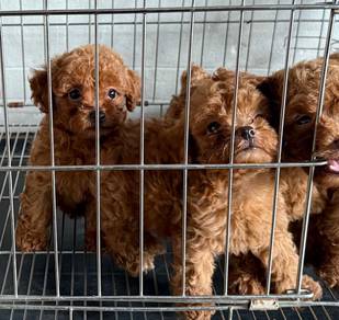 Toy poodle 