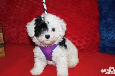 Maltipoo