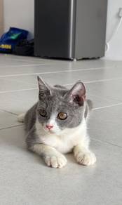 kitten bsh bicolour