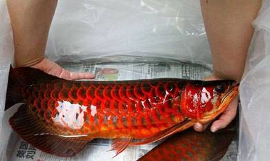 Blood red arowana 5 inch -wholesale price