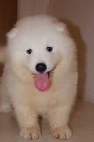 J0834 Samoyed Cute Teddy Bear Puppy