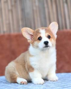 Welsh Corgi
