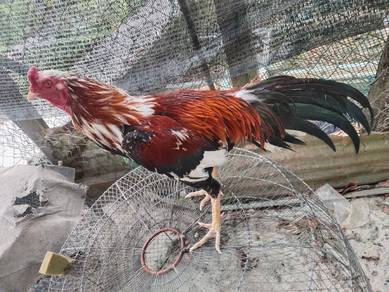 ayam