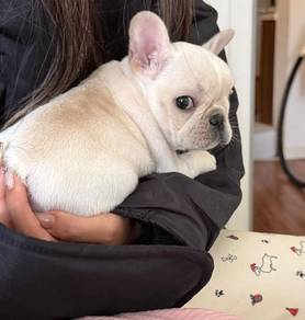 French Bulldog