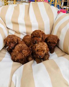 red toy poo