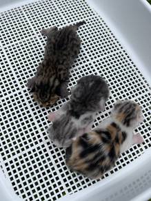 Bengal Mix Dlh