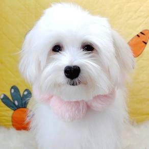 Maltese