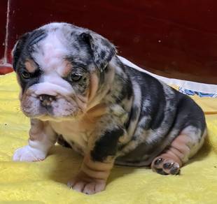 ENGLISH BULLDOG PUPPIES Female C040